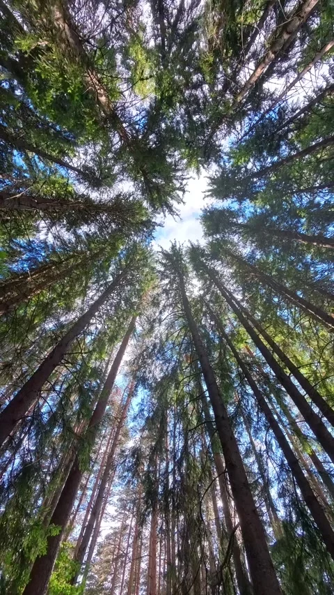 Camera tilt up shot along forest path to tall pine tree canopy and blue sky on Stock Footage 346403533