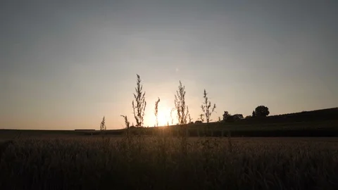 Camera tilt shot in cornfield at sunset Stock Footage 102513413