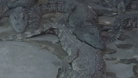 Camera Tilt Up from Single Crocodile to a Group Resting, 4K Footage Video stock 335570988