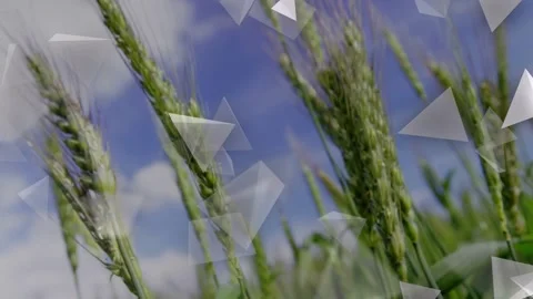 Camera tilt sparking triangles appearing, rotating over wheat swaying, forming Stock Footage 333485704