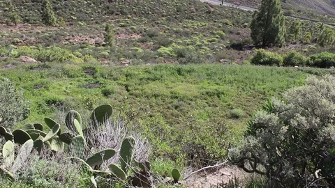 Camera tilt up of the vegetation in Gran Canaria Island Stock Footage 74136985