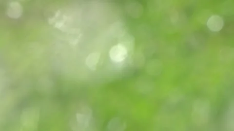 Camera Tilting Down Over Blurred Green Meadow Background. Stock Footage 342172527