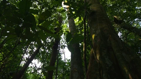 Forest Floor Stock Video Footage Royalty Free Forest Floor Videos Page 6