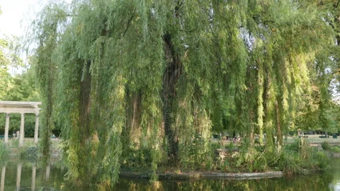 Camera Tilting Down View of Large Weeping Willow Canopy Overlooking a Park Pond  Stock Footage 340477006