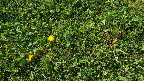 Camera tilting from grass to sky in a park Stock Footage 92690620