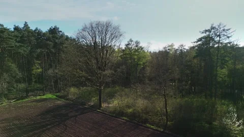 Camera Tilting From Horizon to Top-Down View Over Forest Canopy Stock Footage 307365404