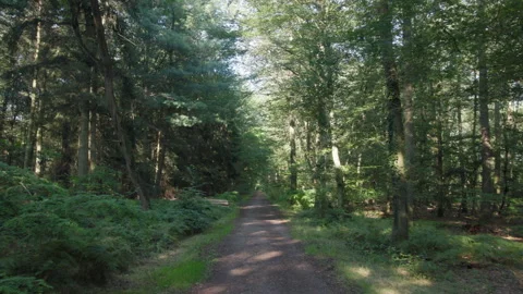 Camera tilting up to the sky along a dirt forest road, wide shot Stock Footage 307702867