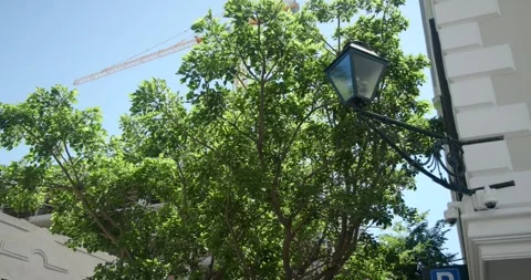 Camera tilting upward revealing large leafy street tree at street level with Stock Footage 335269286