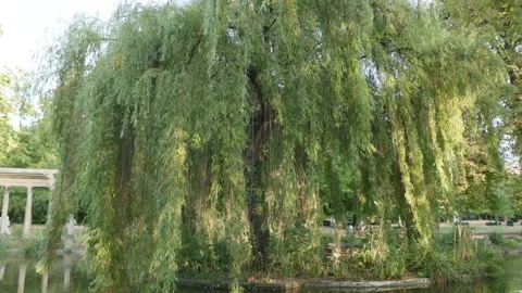 Camera Tilting Up View of a Majestic Weeping Willow Tree on a Small Island in a  Stock Footage 340477003