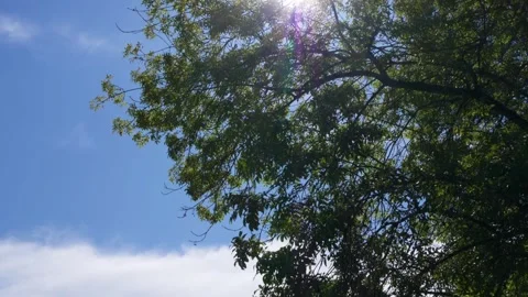 Camera tilting up to view sun through tree leaves with lens flare Video stock 284108872