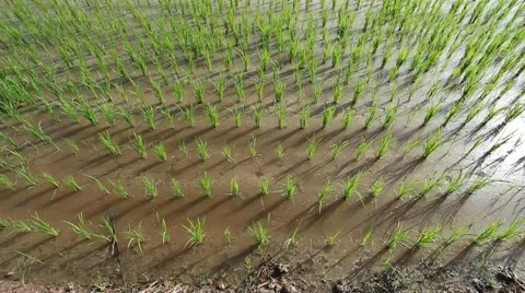 Camera tilts bottom up over the Sekinchan Paddy Field - handheld. Stock Footage