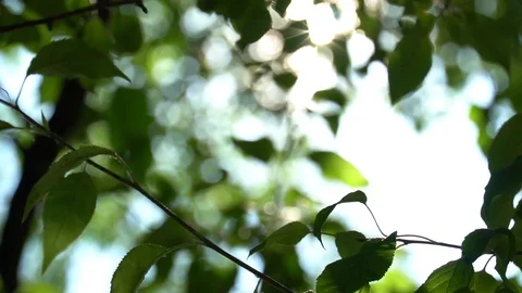 Camera tilts on defocused bright summer sunny green background with bokeh Stock Footage 95043364
