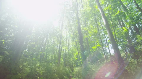 Camera tilts down from high trees to reveal a forest path Stock Footage 51426650
