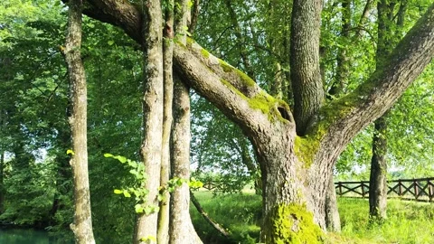 Camera tilts down from lush green tree canopy. Mossy trunk stands by tranquil Stock Footage 322093205