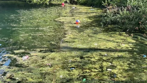 Camera tilts down over a polluted algae covered pond with floating plastic Vidéo 342466484