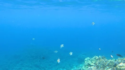 Camera tilts down to reveal large coral reef with dozens of fish, Hawaii 4K Stock Footage 98365295