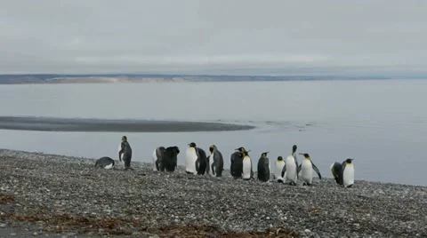 Camera tilts down to reveal Penguin colony on beach Stock Footage 11958814