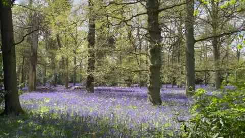 Camera tilts down from trees to bluebells Stockbeeldmateriaal 154099605