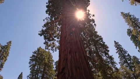 Camera tilts up enormous giant sequoia tree with sun in the canopy Stock Footage 334326080