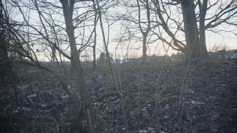 Camera tilts up from leaves on the ground on a winters sunset through the trees Stock Footage 160780970