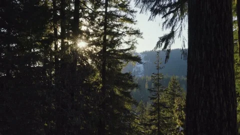 Camera Tilts From Low Angle To High Angle, View Of Trees, Sun Peaking Through Stock Footage 73498320