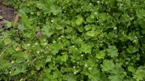 Camera tilts up from lush green spring grass to a beautiful meadow landsca Stock Footage 332303852