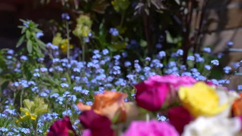 Camera tilts past small garden to bright and colourful rose selection Video stock 240491129