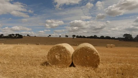 Camera tilts up to reveal a field of rolled hay bale Stockbeeldmateriaal 93457105
