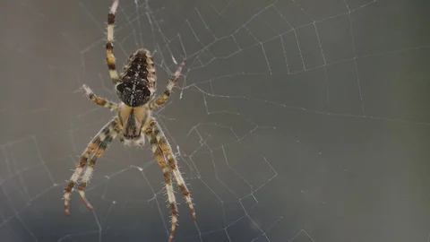 Camera tilts up to see a spider waiting in the middle of its web Video stock 80147694