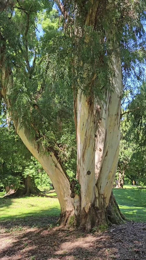 Camera tilts upward along a large eucalyptus tree with smooth peeling bark and Vídeos de archivo 344886320