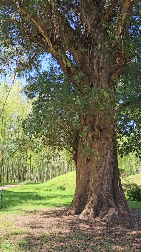Camera tilts upward along the massive textured trunk and spreading branches of 库存影片 344886280