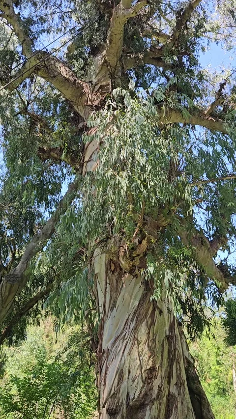 Camera tilts upward along the peeling trunk and spreading branches of a giant Stock Footage 344886492
