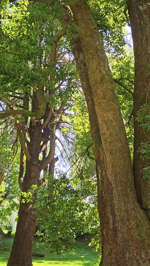Camera tilts upward among tall mature tree trunks to a dense green canopy, then Stock Footage 344886452