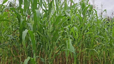 Camera tilts upward from the lower stalks to the tassels of tall green corn Video stock 342036895