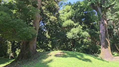 Camera tilts upward from a sunlit grassy mound to tall trees and dense green Stock Footage 344886267