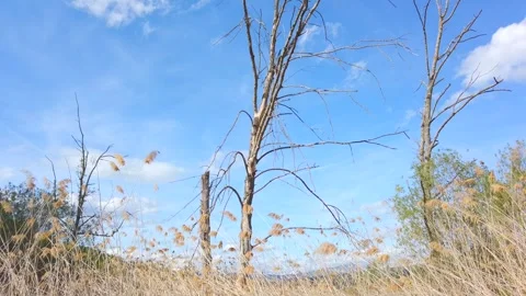 Camera Tilts Up From Vegetation to Dry Tree Against Blue Sky in Terradets Stock Footage 335331265