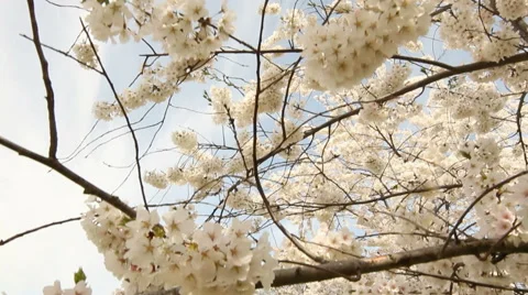 Camera Titling of the cherry blossom in Washington, DC Stock Footage 47948066