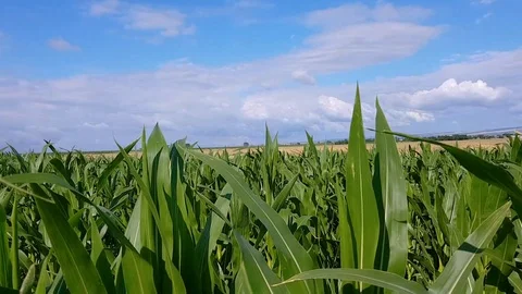 Camera track to right over corn field. Agriculture field during sunny summer  Stock Footage 93123833
