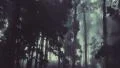 Camera track through a dark forest HD Footage