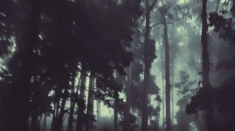 Camera track through a dark forest Stock Footage 49428742