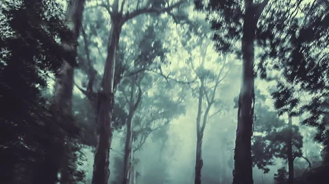 Camera track through a dark misty forest Stock Footage