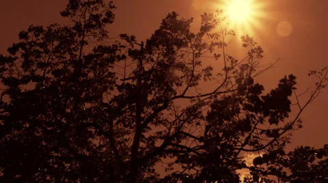 Camera track trees red sun Stock Footage 25793535