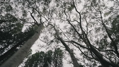 Camera Tracking Across Monkeypod Trees Near Honolulu Hawaii 4K Stock Footage 267048666