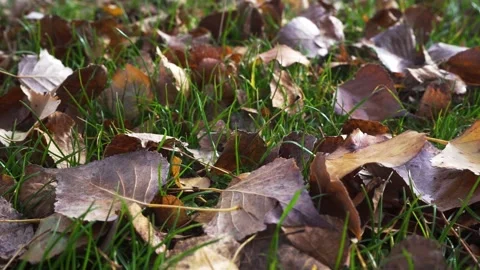 Camera tracking along the ground of a park full of fallen leaves in autumn. Stock Footage 170515921