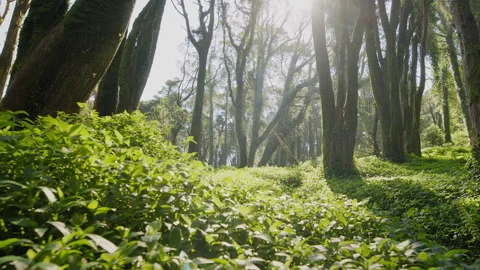 Camera tracking along the lush forest floor. Stock Footage 345501083