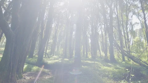 Camera tracking along the lush forest floor. Stock Footage 345501165