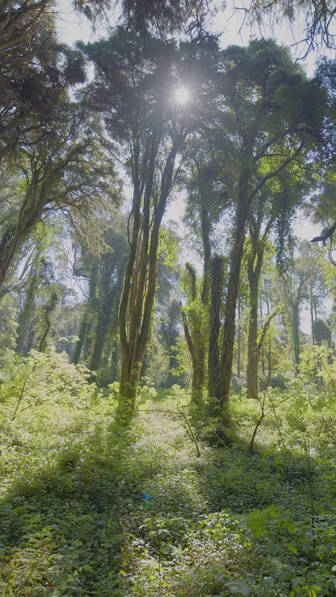 Camera tracking along the lush forest floor. Stock Footage 345501185