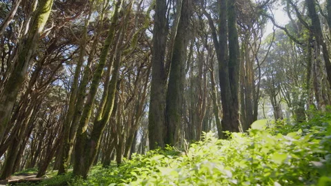 Camera tracking along the lush forest floor. Fairytale nature. Stock Footage 346630446