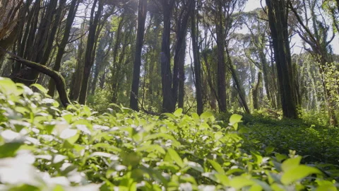Camera tracking along the lush forest floor. Stock Footage 346630483