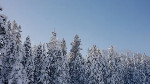 Camera Tracking Along the Snowy Treeline with Mountain Peak in the Background Stock Footage 263278235